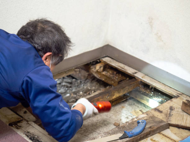 Best Mold Damage Repair  in West Richland, WA