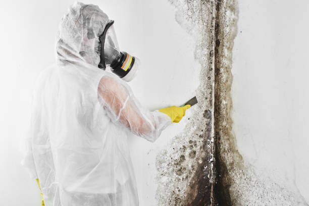 Best Commercial Mold Removal  in West Richland, WA