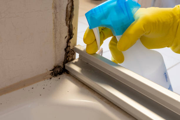 Best Certified Mold Removal  in West Richland, WA