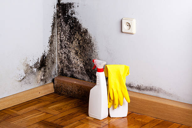 Best Home Mold Removal  in West Richland, WA